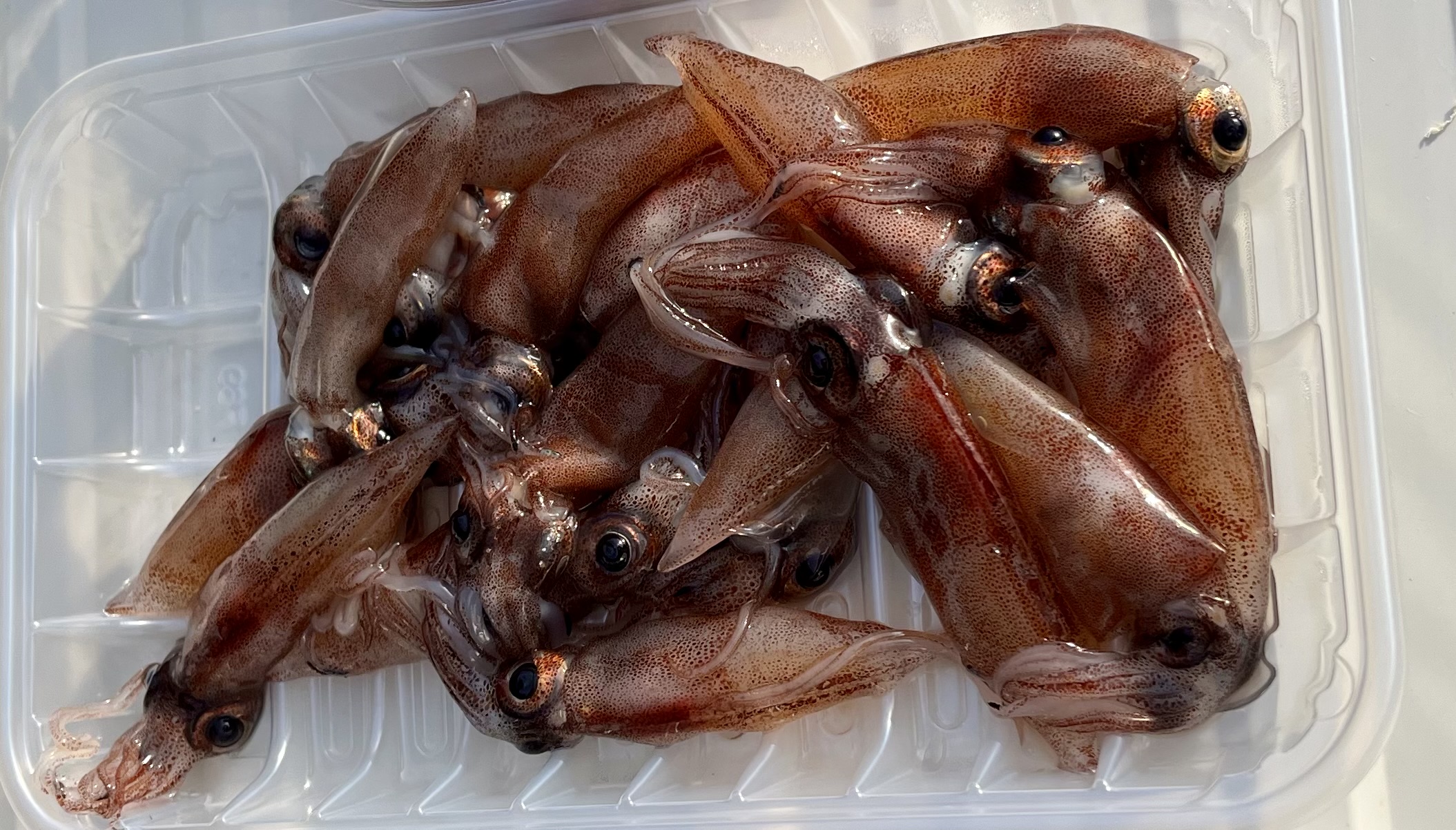 富山湾　生ほたるいか　2パック（1パック約150ｇ入×2P）